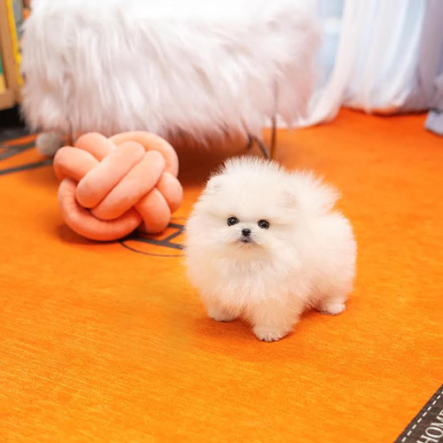 pomeranian dog price pomeranian dog price