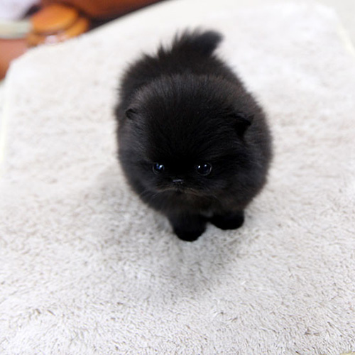black pomeranian black pomeranian