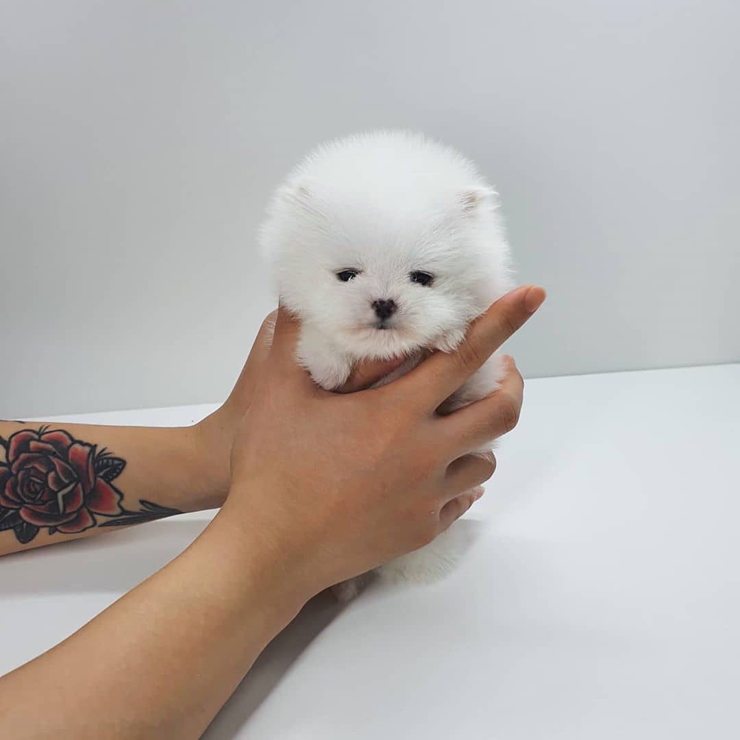 buy teacup pomeranian near me buy teacup pomeranian near me