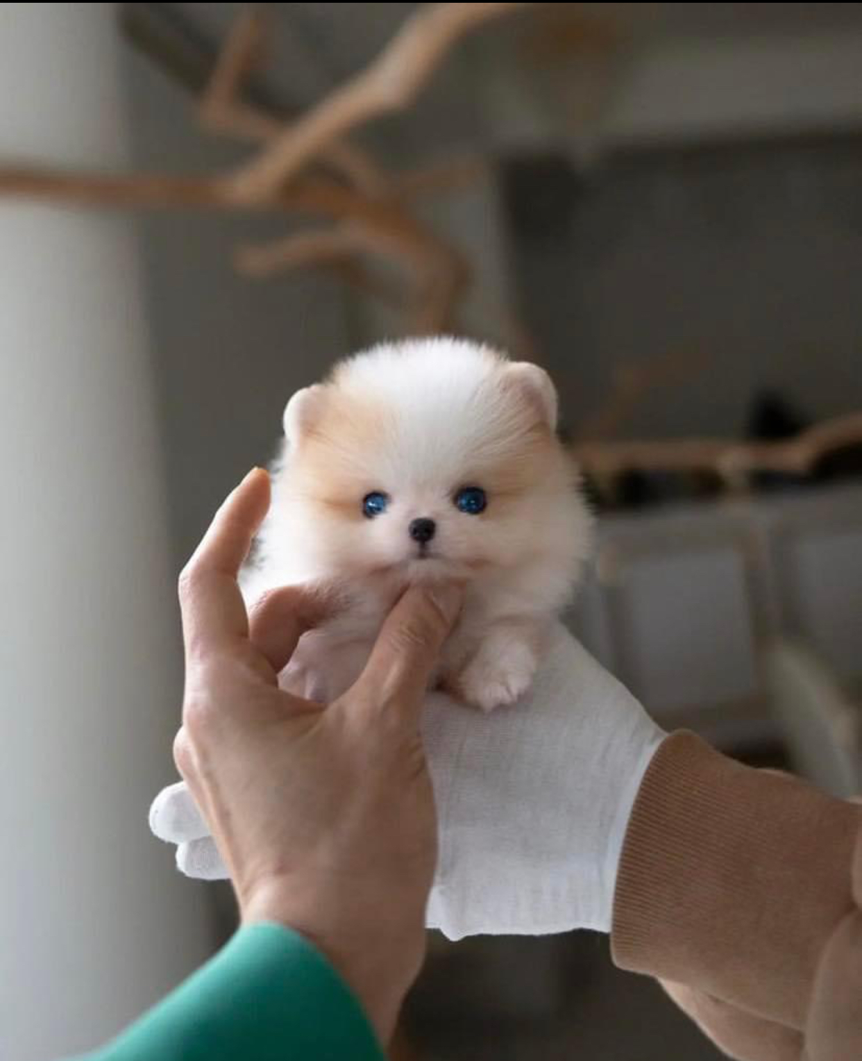 blue eyes pomeranian blue eyes pomeranian