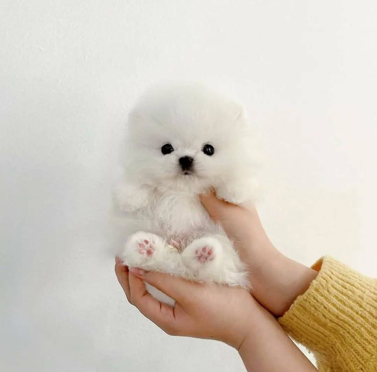 buy teacup pomeranian online buy teacup pomeranian online