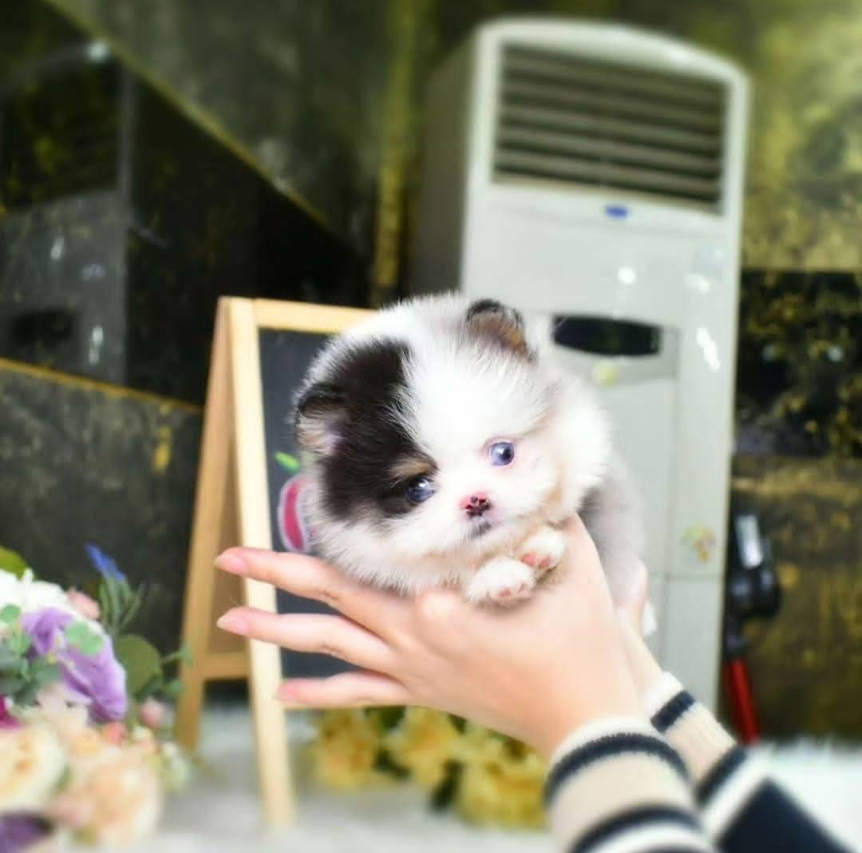 Affordable Teacup Pomeranian Puppies for Sale Affordable Teacup Pomeranian Puppies for Sale