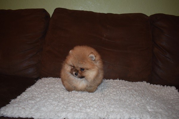 teacup pomeranian for sale teacup pomeranian for sale