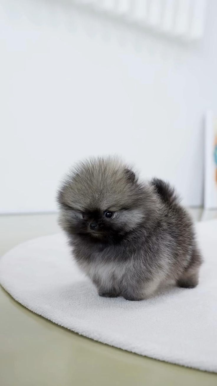 trained pomeranian for sale trained pomeranian for sale