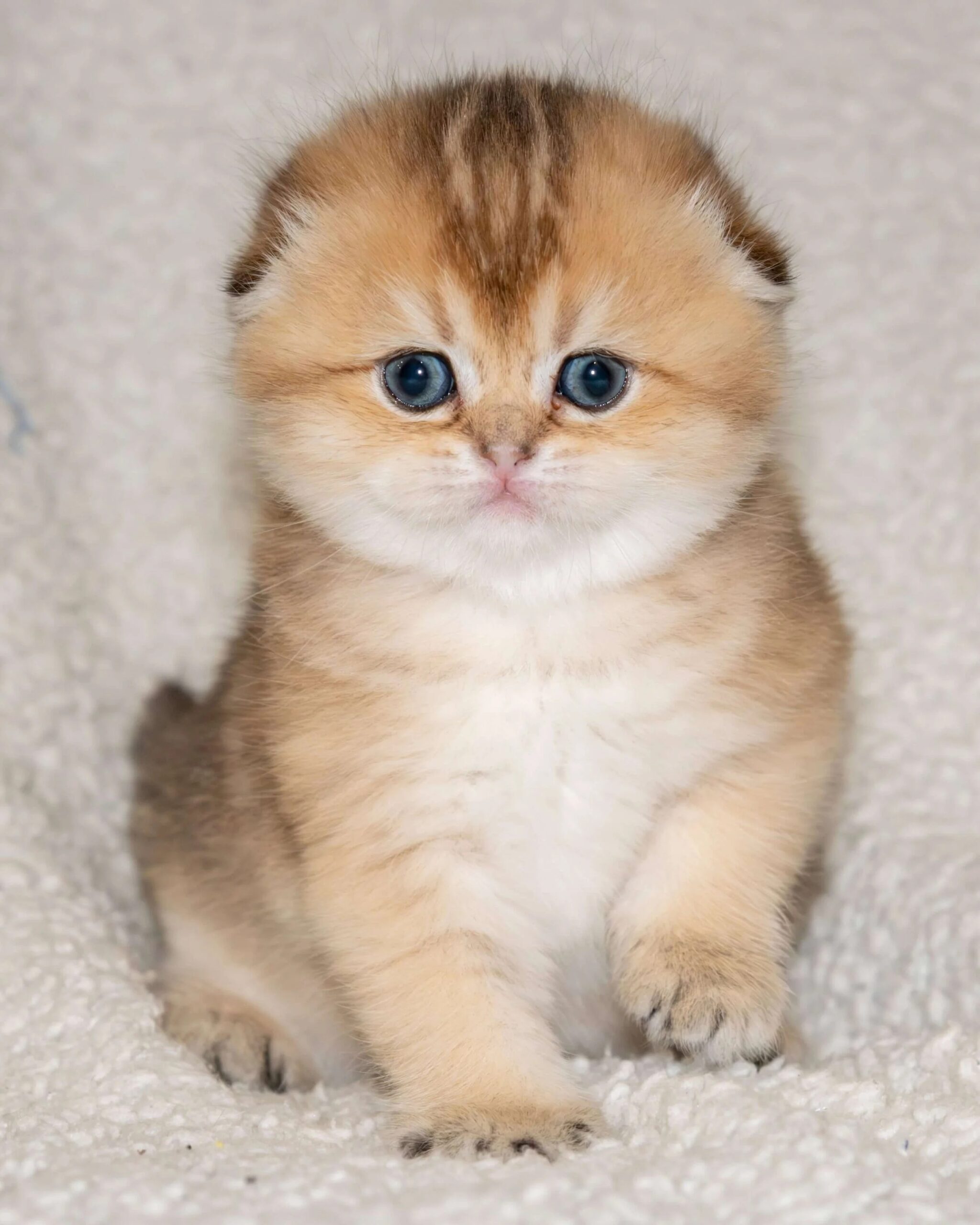 imageye___-_imgi_164_scottish-fold-female-kitten-black-golden-shaded scottish fold kitten