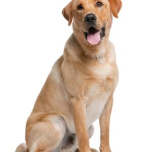 Labra Dog Dubai
