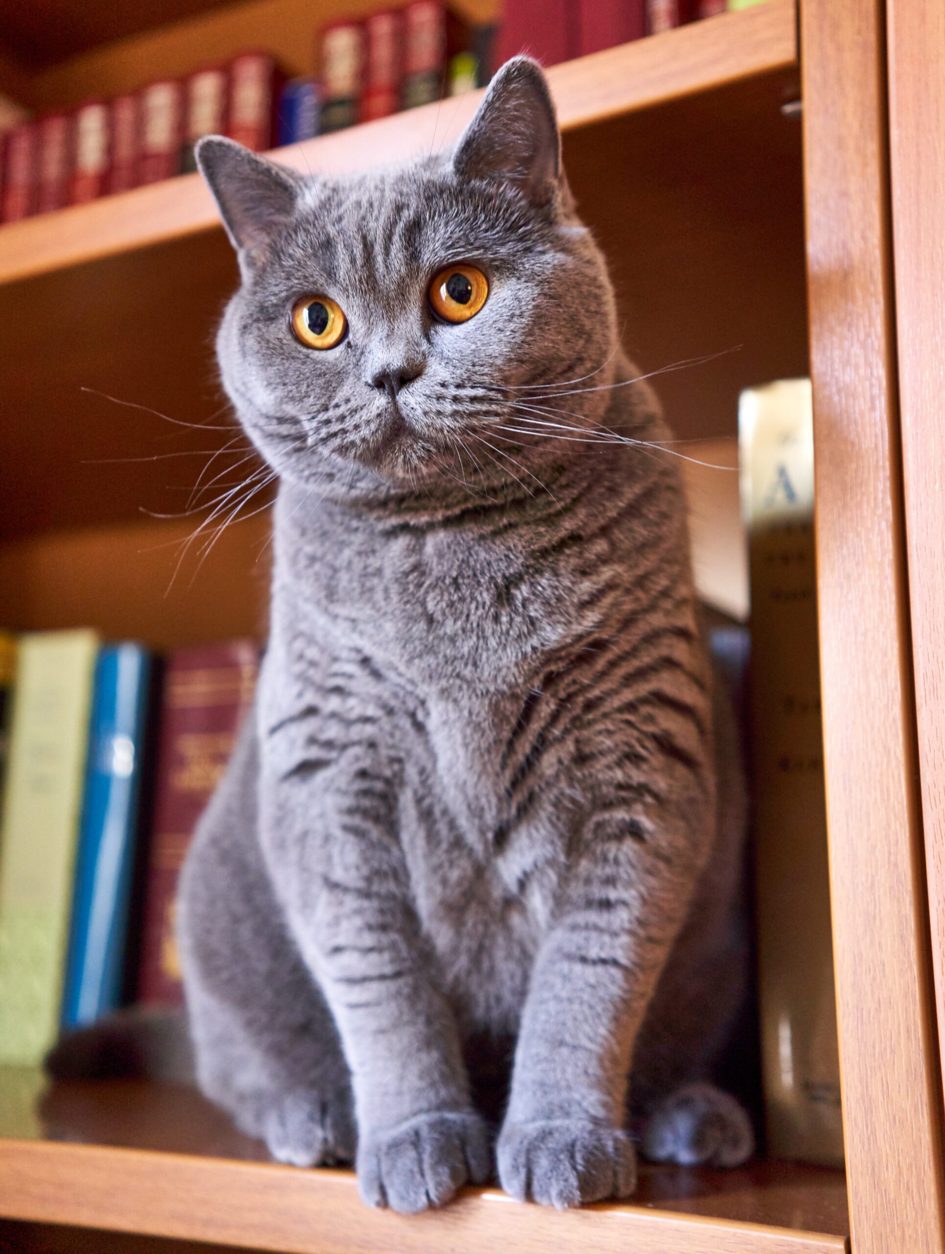 imageye___-_imgi_218_British_Shorthair._Female._18_months_old