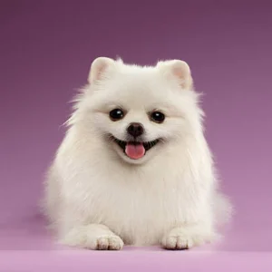 White Pomeranian Puppy​