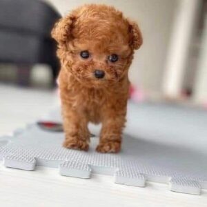 Buy Toy Poodle Puppies for Sale in Dubai | Purebred Companions