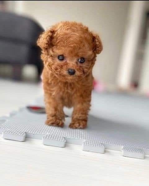 Buy Toy Poodle Puppies for Sale in Dubai | Purebred Companions Buy Toy Poodle Puppies for Sale in Dubai | Purebred Companions