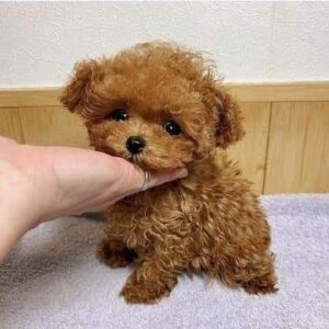 Buy Cavapoo Puppies for Sale in Dubai for Family Companionship | Pomeranian Puppies UAE