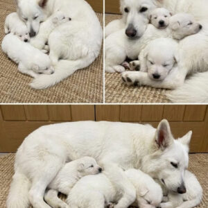 White Swiss shepherd puppies