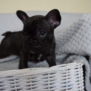 french bulldog price